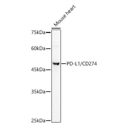 Western Blot - Anti-PD-L1 Antibody (A8949) - Antibodies.com