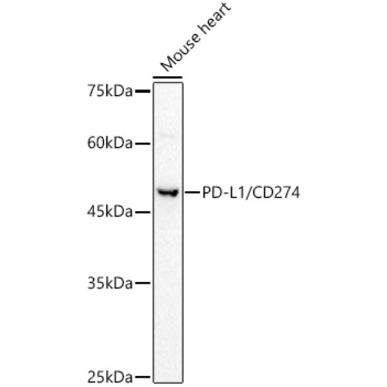 Western Blot - Anti-PD-L1 Antibody (A8949) - Antibodies.com