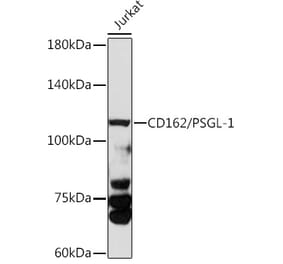 Western Blot - Anti-PSGL-1 Antibody (A8952) - Antibodies.com