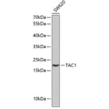Western Blot - Anti-Substance P Antibody (A8953) - Antibodies.com