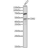 Western Blot - Anti-CD82 Antibody (A8965) - Antibodies.com