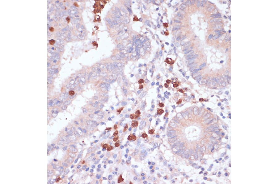 Immunohistochemistry - Anti-CD82 Antibody (A8965) - Antibodies.com