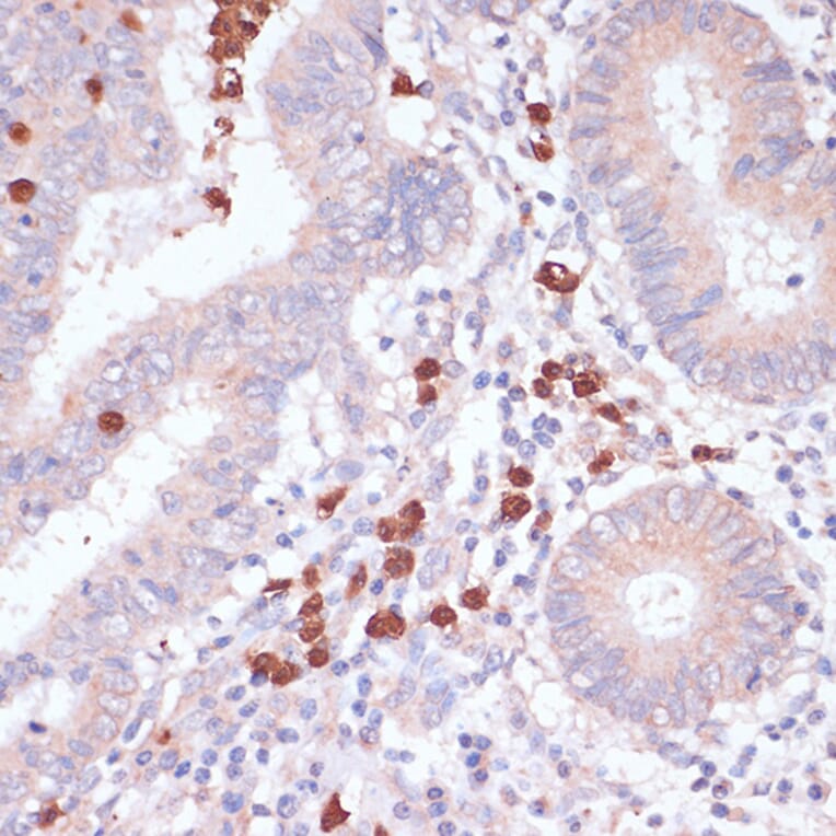 Immunohistochemistry - Anti-CD82 Antibody (A8965) - Antibodies.com