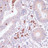 Immunohistochemistry - Anti-CD82 Antibody (A8965) - Antibodies.com