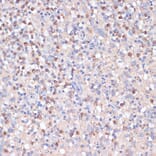 Immunohistochemistry - Anti-CD82 Antibody (A8965) - Antibodies.com