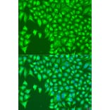 Immunofluorescence - Anti-KIR2DS4 Antibody (A1779) - Antibodies.com