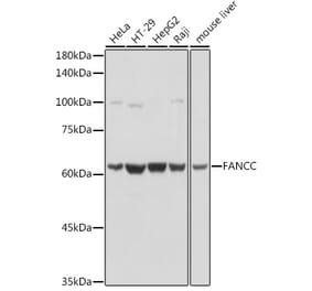 Western Blot - Anti-FANCC Antibody (A8967) - Antibodies.com