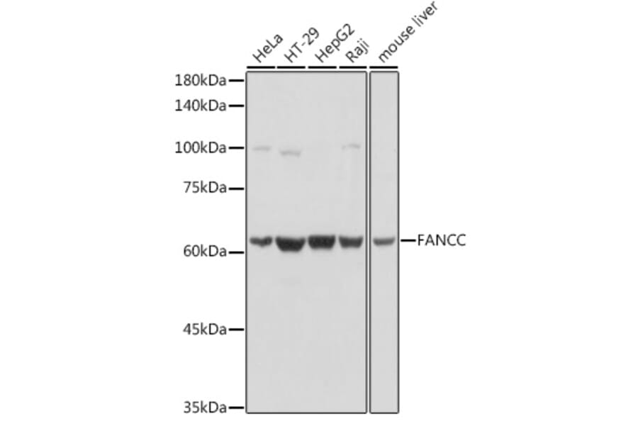 Western Blot - Anti-FANCC Antibody (A8967) - Antibodies.com