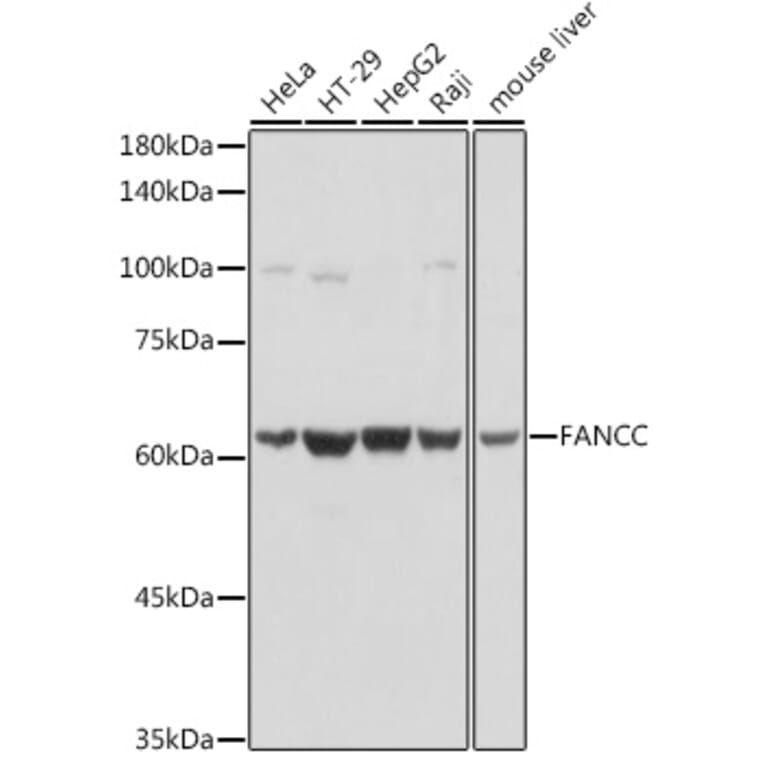 Western Blot - Anti-FANCC Antibody (A8967) - Antibodies.com