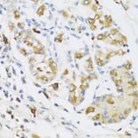 Immunohistochemistry - Anti-Ribonuclease 3/ECP Antibody (A8972) - Antibodies.com