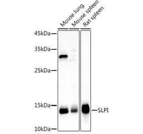 Western Blot - Anti-SLPI Antibody (A8978) - Antibodies.com