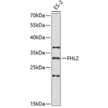 Western Blot - Anti-FHL2 Antibody (A1907) - Antibodies.com