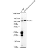 Western Blot - Anti-CD3G Antibody (A8981) - Antibodies.com