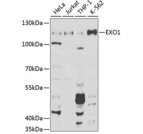 Western Blot - Anti-Exonuclease 1 Antibody (A8982) - Antibodies.com