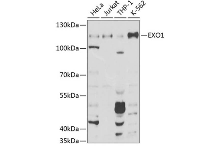 Western Blot - Anti-Exonuclease 1 Antibody (A8982) - Antibodies.com
