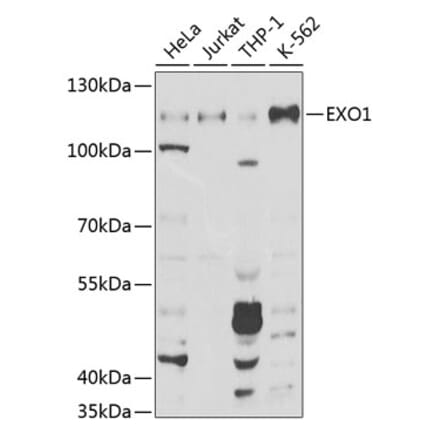 Western Blot - Anti-Exonuclease 1 Antibody (A8982) - Antibodies.com