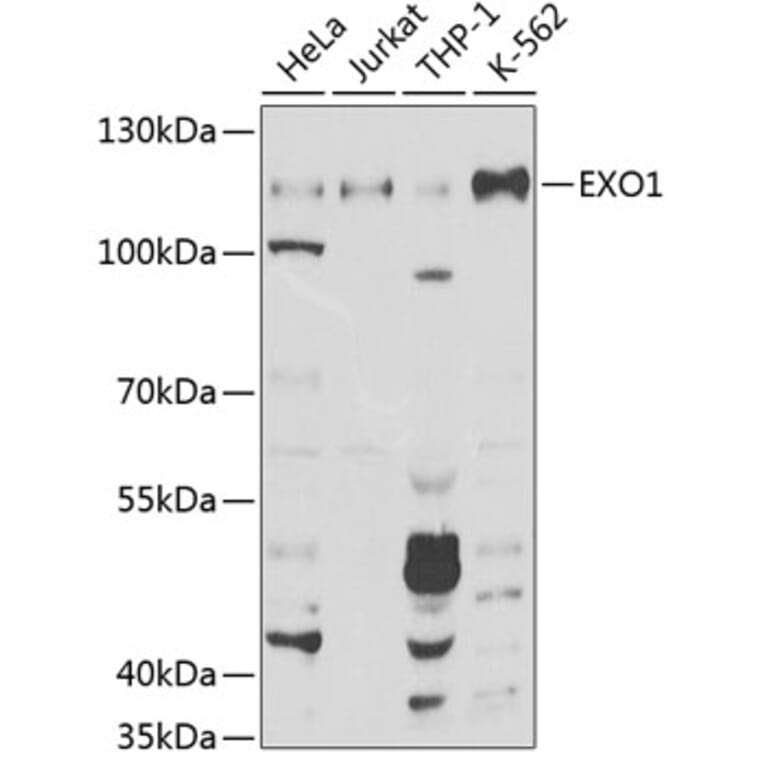 Western Blot - Anti-Exonuclease 1 Antibody (A8982) - Antibodies.com