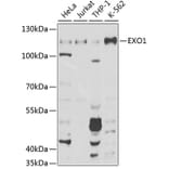 Western Blot - Anti-Exonuclease 1 Antibody (A8982) - Antibodies.com