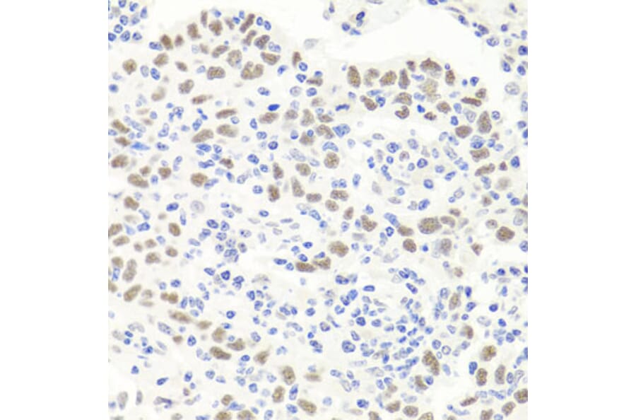 Immunohistochemistry - Anti-Exonuclease 1 Antibody (A8982) - Antibodies.com