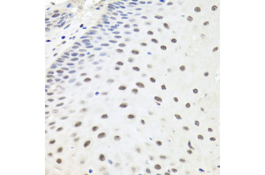Immunohistochemistry - Anti-Exonuclease 1 Antibody (A8982) - Antibodies.com
