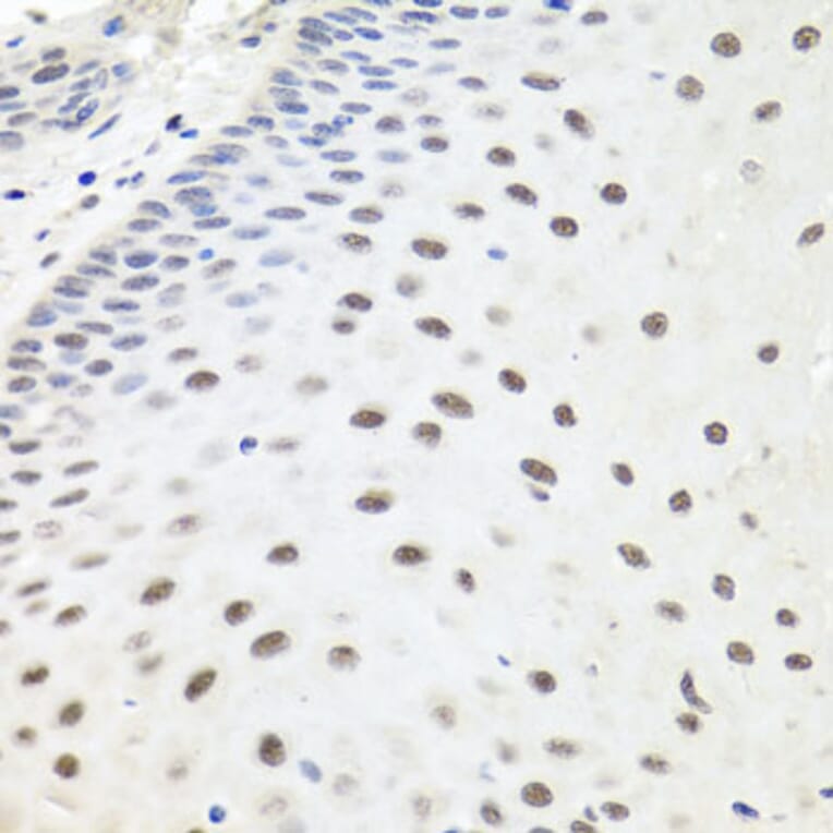 Immunohistochemistry - Anti-Exonuclease 1 Antibody (A8982) - Antibodies.com