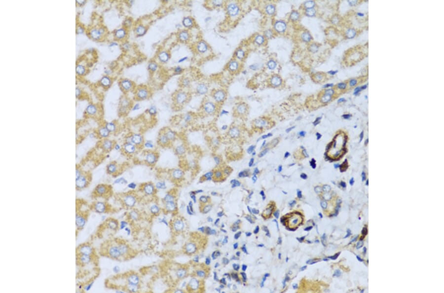 Immunohistochemistry - Anti-CSH1 Antibody (A8985) - Antibodies.com