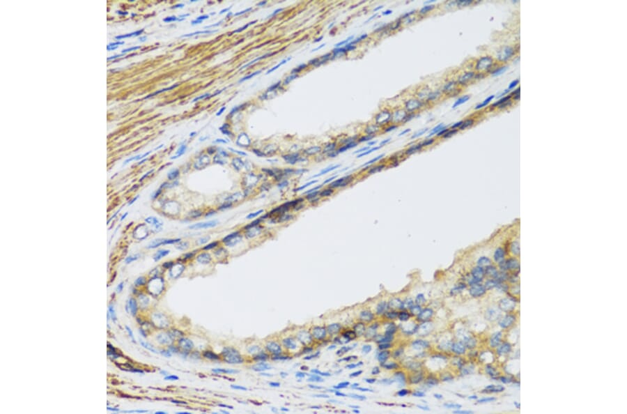 Immunohistochemistry - Anti-CSH1 Antibody (A8985) - Antibodies.com