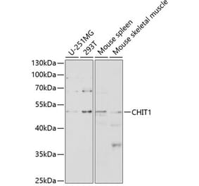 Western Blot - Anti-CHIT1 Antibody (A8987) - Antibodies.com