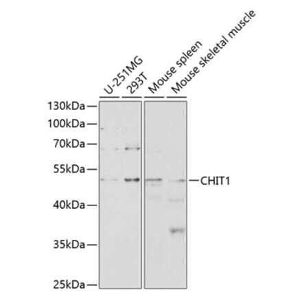 Western Blot - Anti-CHIT1 Antibody (A8987) - Antibodies.com