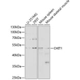 Western Blot - Anti-CHIT1 Antibody (A8987) - Antibodies.com