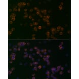 Immunofluorescence - Anti-CD99 Antibody (A8988) - Antibodies.com