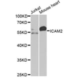 Western Blot - Anti-ICAM2 Antibody (A2038) - Antibodies.com