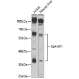 Western Blot - Anti-SLAM / CD150 Antibody (A8990) - Antibodies.com