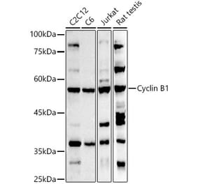 Western Blot - Anti-Cyclin B1 Antibody (A8991) - Antibodies.com