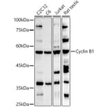 Western Blot - Anti-Cyclin B1 Antibody (A8991) - Antibodies.com