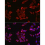 Immunofluorescence - Anti-Cyclin B1 Antibody (A8991) - Antibodies.com