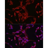 Immunofluorescence - Anti-Cyclin B1 Antibody (A8991) - Antibodies.com
