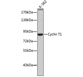 Western Blot - Anti-Cyclin T1 Antibody (A8992) - Antibodies.com