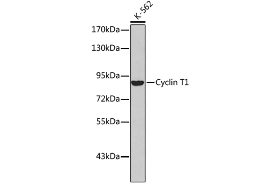 Western Blot - Anti-Cyclin T1 Antibody (A8992) - Antibodies.com