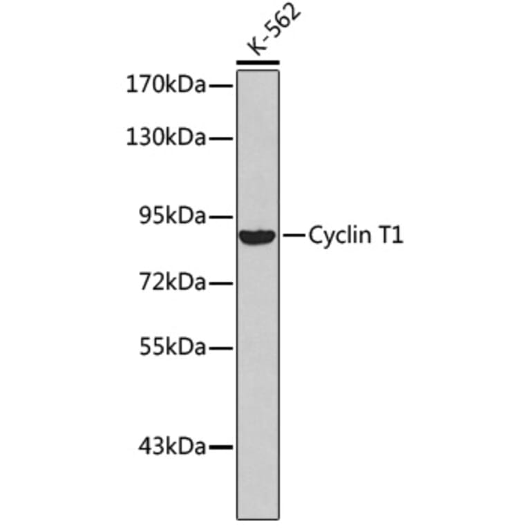 Western Blot - Anti-Cyclin T1 Antibody (A8992) - Antibodies.com