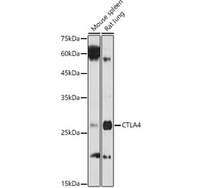 Western Blot - Anti-CTLA4 Antibody (A8994) - Antibodies.com