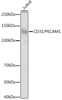 Western blot analysis of extracts of THP-1 cells, using Anti-PECAM1 Antibody (A2104) at 1:500 dilution.
Secondary antibody: Goat Anti-Rabbit IgG (H+L) (HRP) (AS014) at 1:10,000 dilution.
Lysates / proteins: 25µg per lane.
Blocking buffer: 3% non-fat dry milk in TBST.