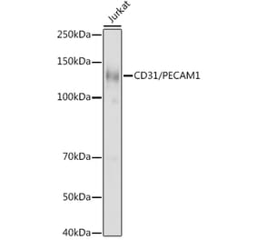 Western Blot - Anti-CD31 Antibody (A8997) - Antibodies.com