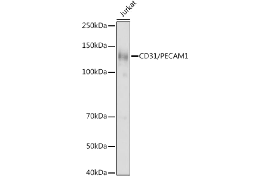 Western Blot - Anti-CD31 Antibody (A8997) - Antibodies.com
