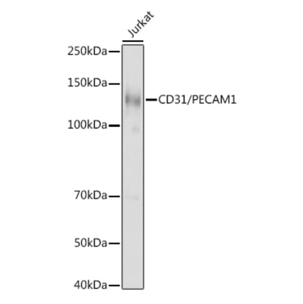 Western Blot - Anti-CD31 Antibody (A8997) - Antibodies.com