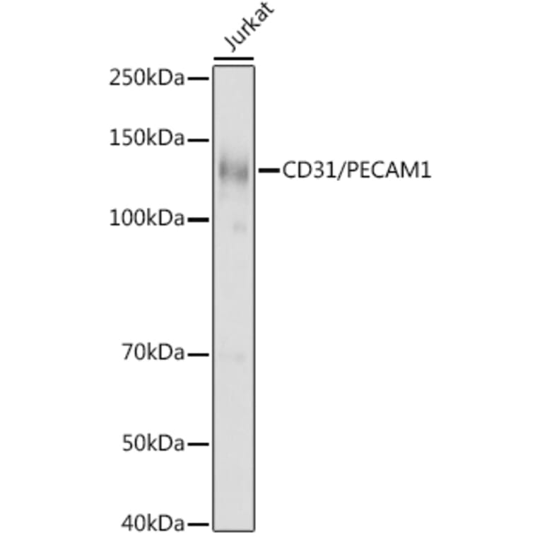 Western Blot - Anti-CD31 Antibody (A8997) - Antibodies.com