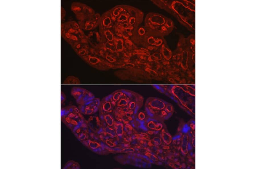 Immunofluorescence - Anti-CD31 Antibody (A8997) - Antibodies.com