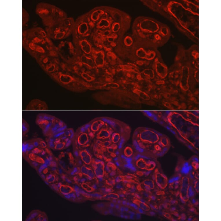 Immunofluorescence - Anti-CD31 Antibody (A8997) - Antibodies.com