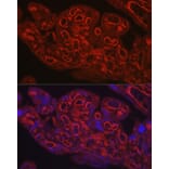 Immunofluorescence - Anti-CD31 Antibody (A8997) - Antibodies.com