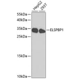 Western Blot - Anti-ELSPBP1 Antibody (A8999) - Antibodies.com
